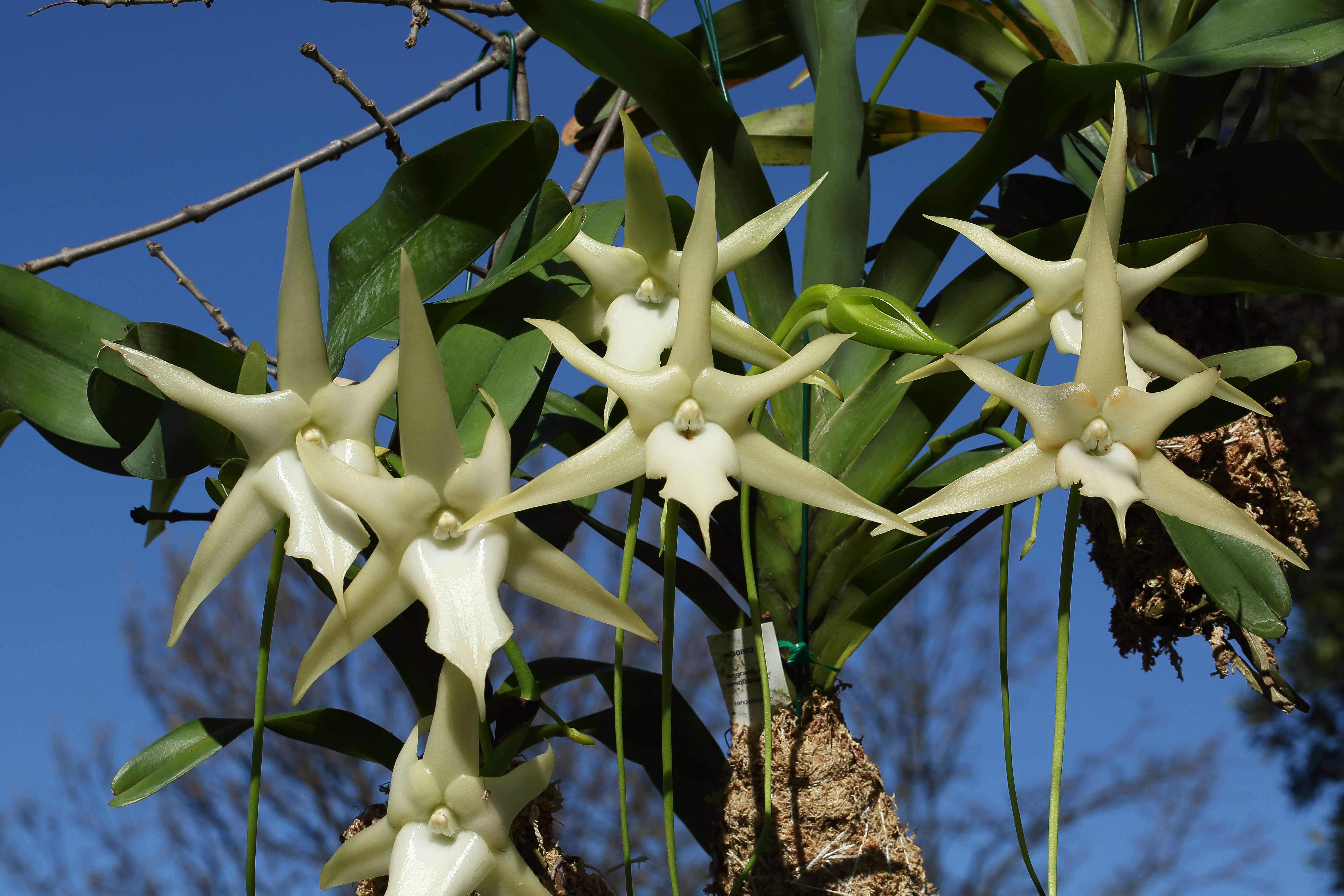 Image de Étoile de Madagascar