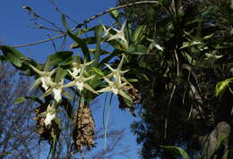 Image de Étoile de Madagascar