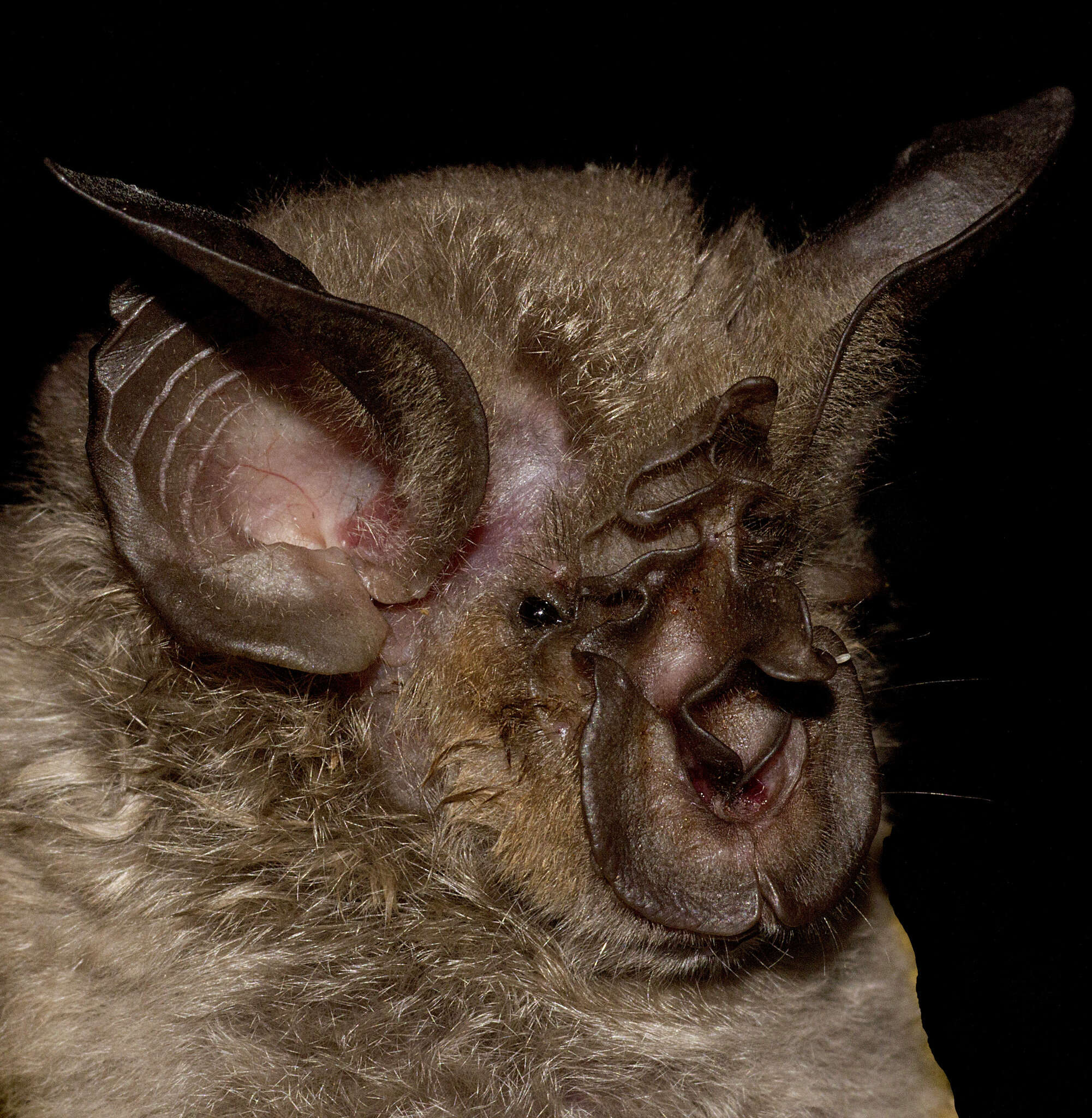 Image of Hildebrandt's Horseshoe Bat -- Hildebrandt's Horseshoe Bat