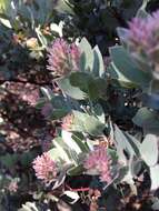 Слика од Arctostaphylos auriculata Eastw.