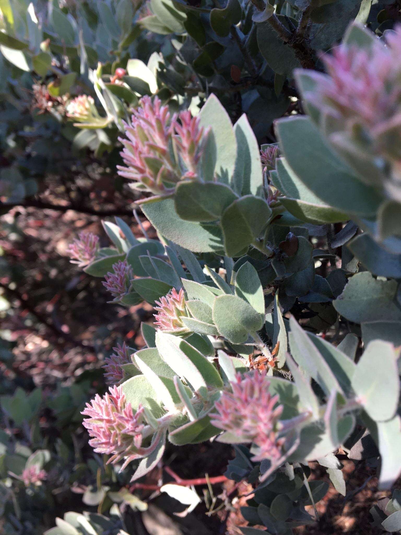 Слика од Arctostaphylos auriculata Eastw.