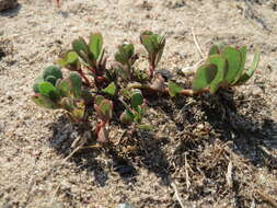 Image of common purslane