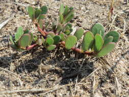 Image of common purslane