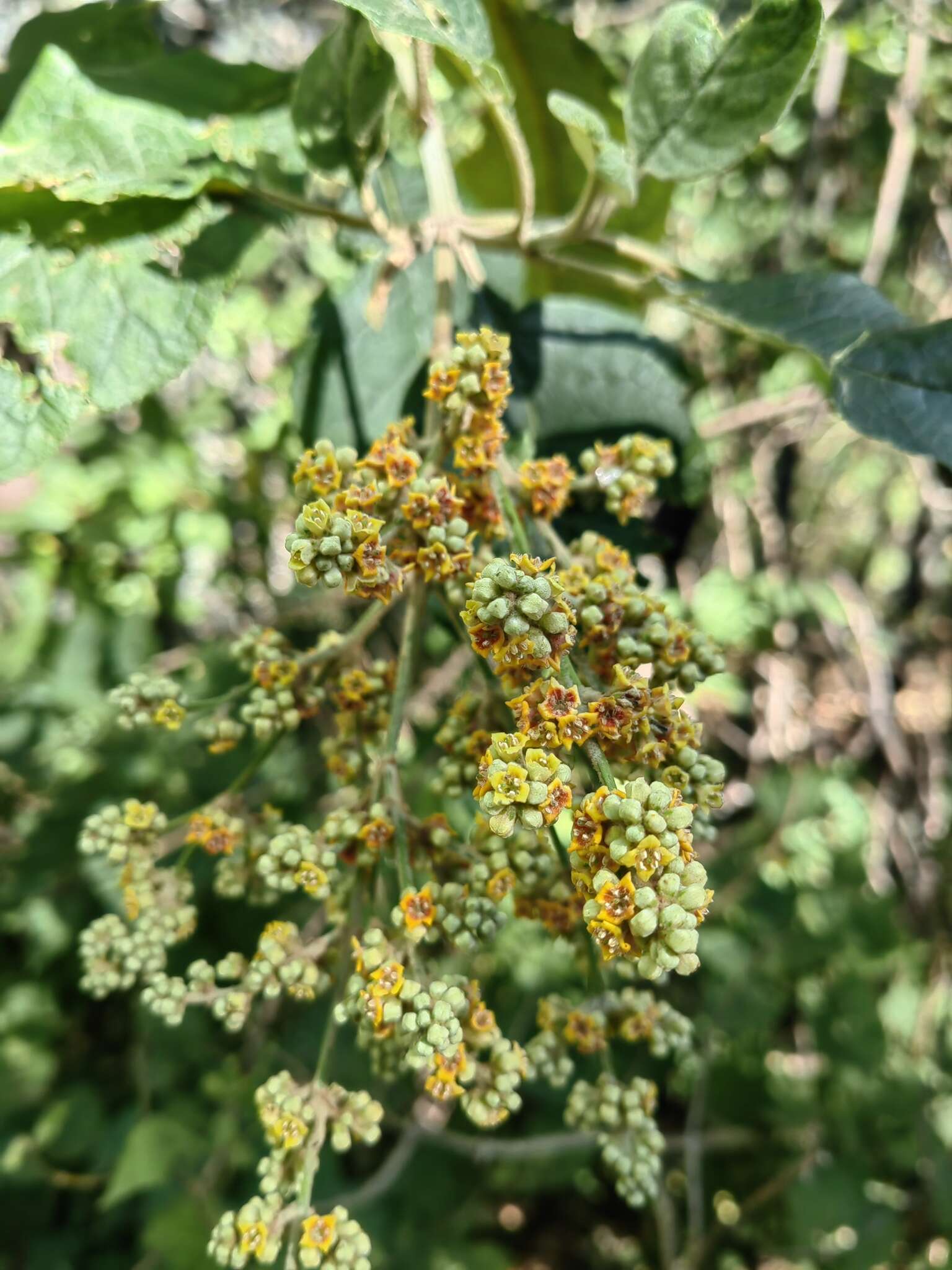 Image of Buddleja skutchii Morton