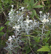 Image of Anaphalis margaritacea subsp. margaritacea