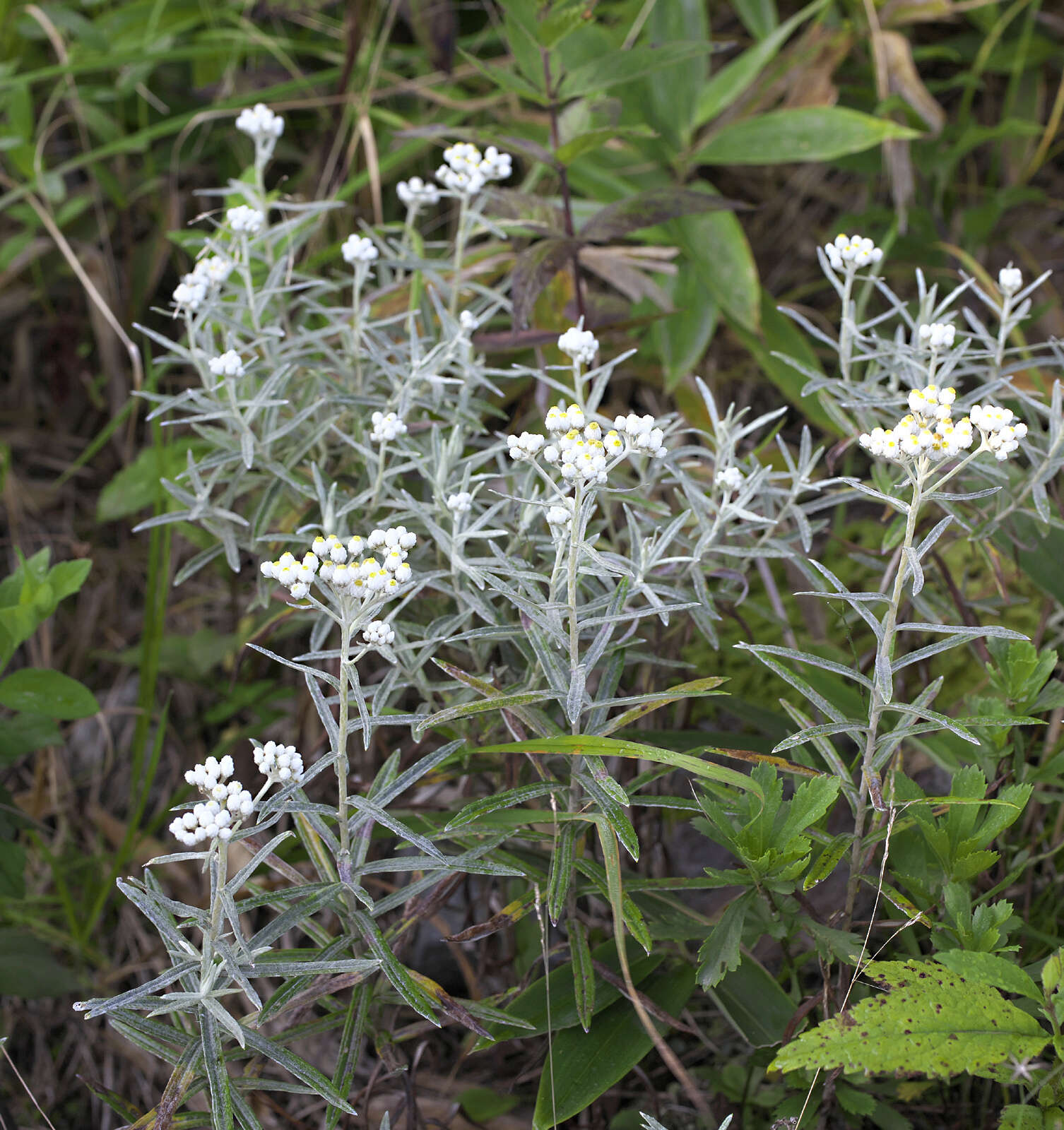 Image of Anaphalis margaritacea subsp. margaritacea