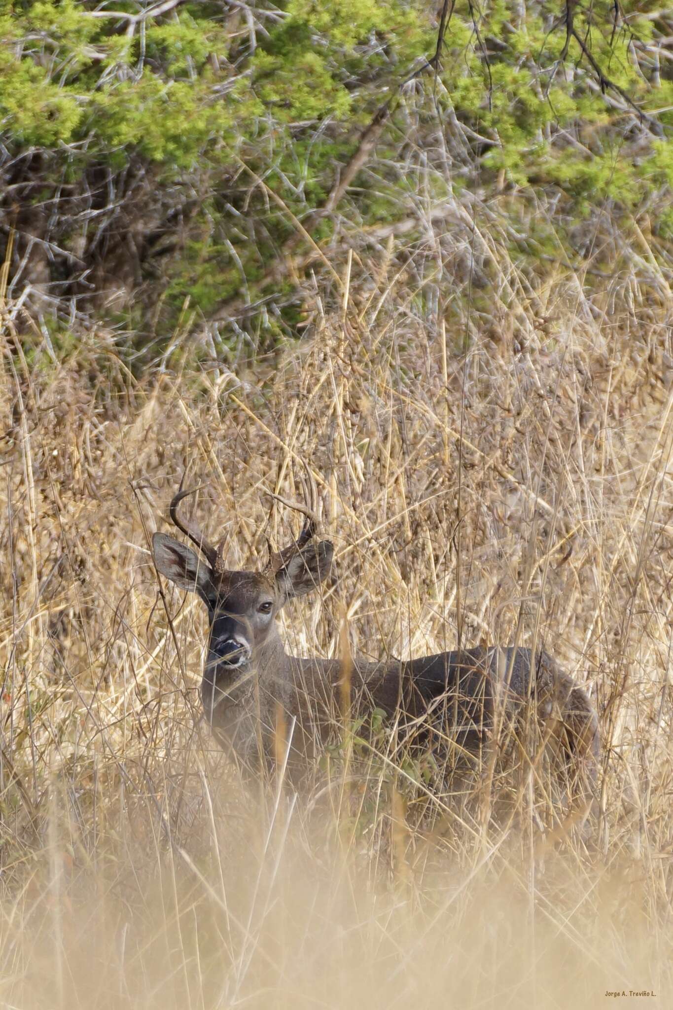 Image of Odocoileus virginianus carminis Goldman & Kellog 1940