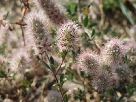 Image of Hare's-foot Clover