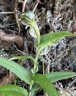 Image of Banded greenhood