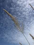 Image of Wild Sugar-Cane