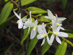 Image de Thrixspermum calceolus (Lindl.) Rchb. fil.