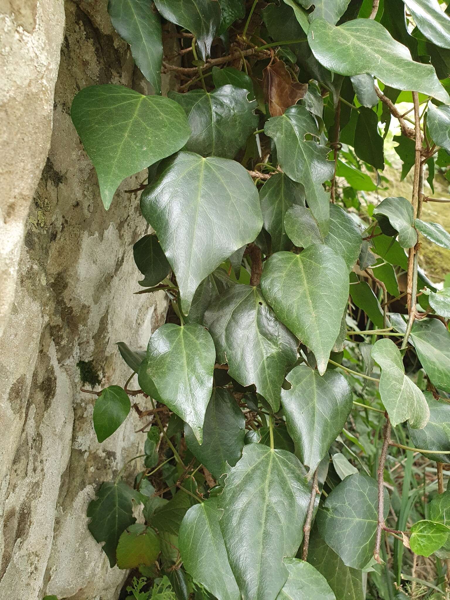 Image of Algerian Ivy