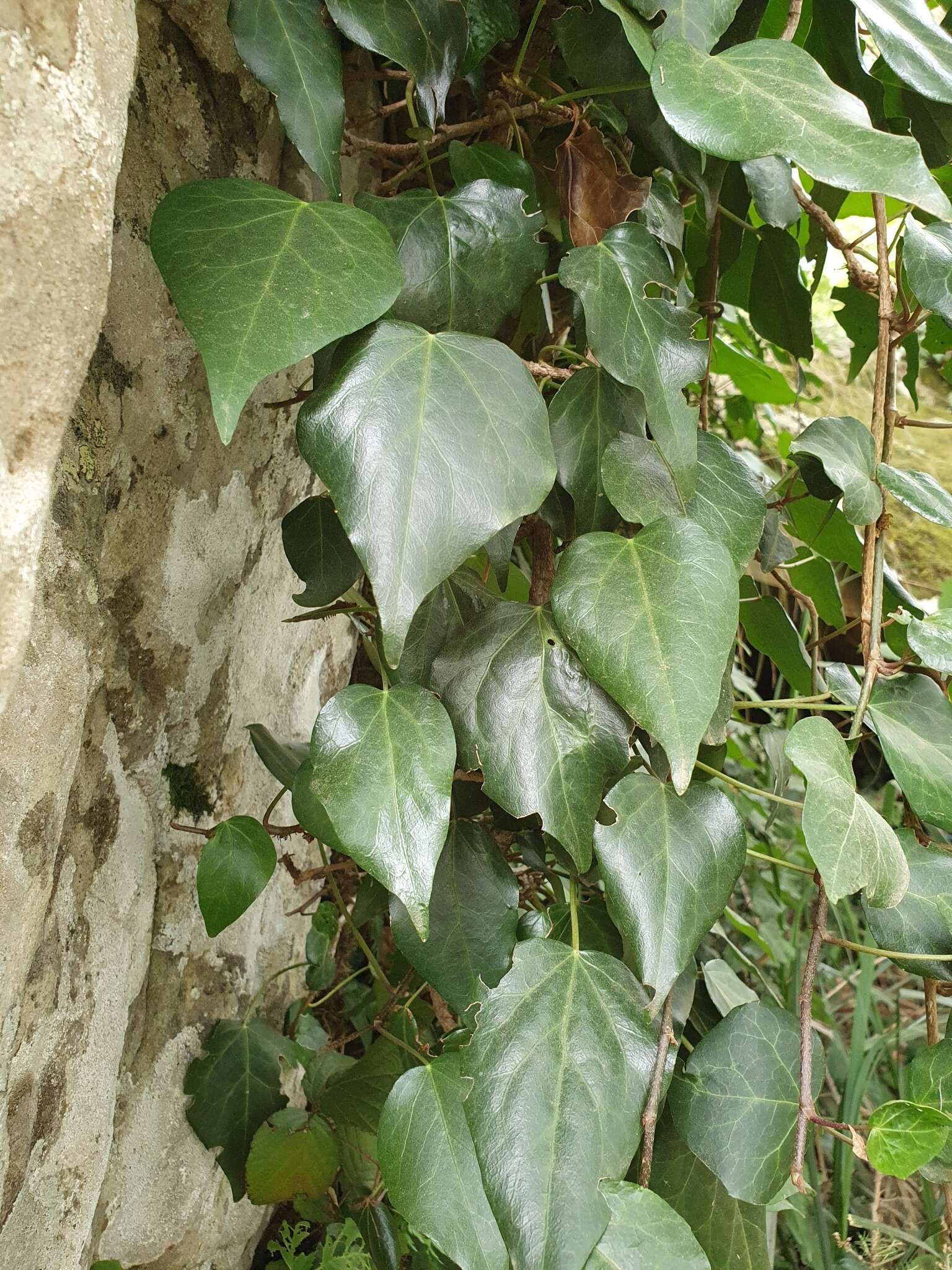 Imagem de Hedera algeriensis Hibberd