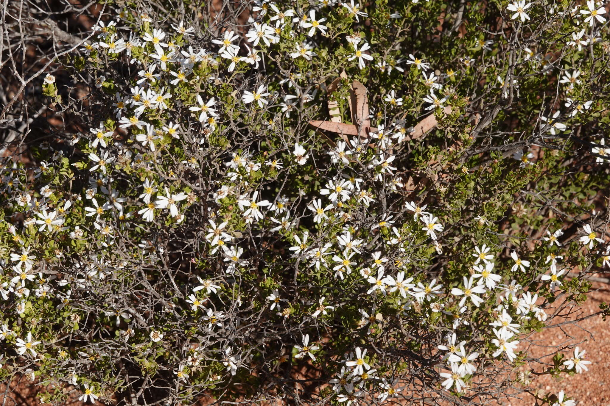 Image of Lime Daisy-bush