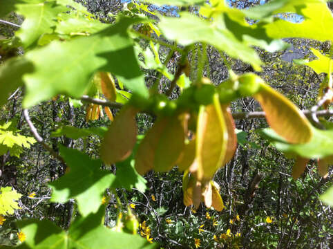 Image of Canyon Maple