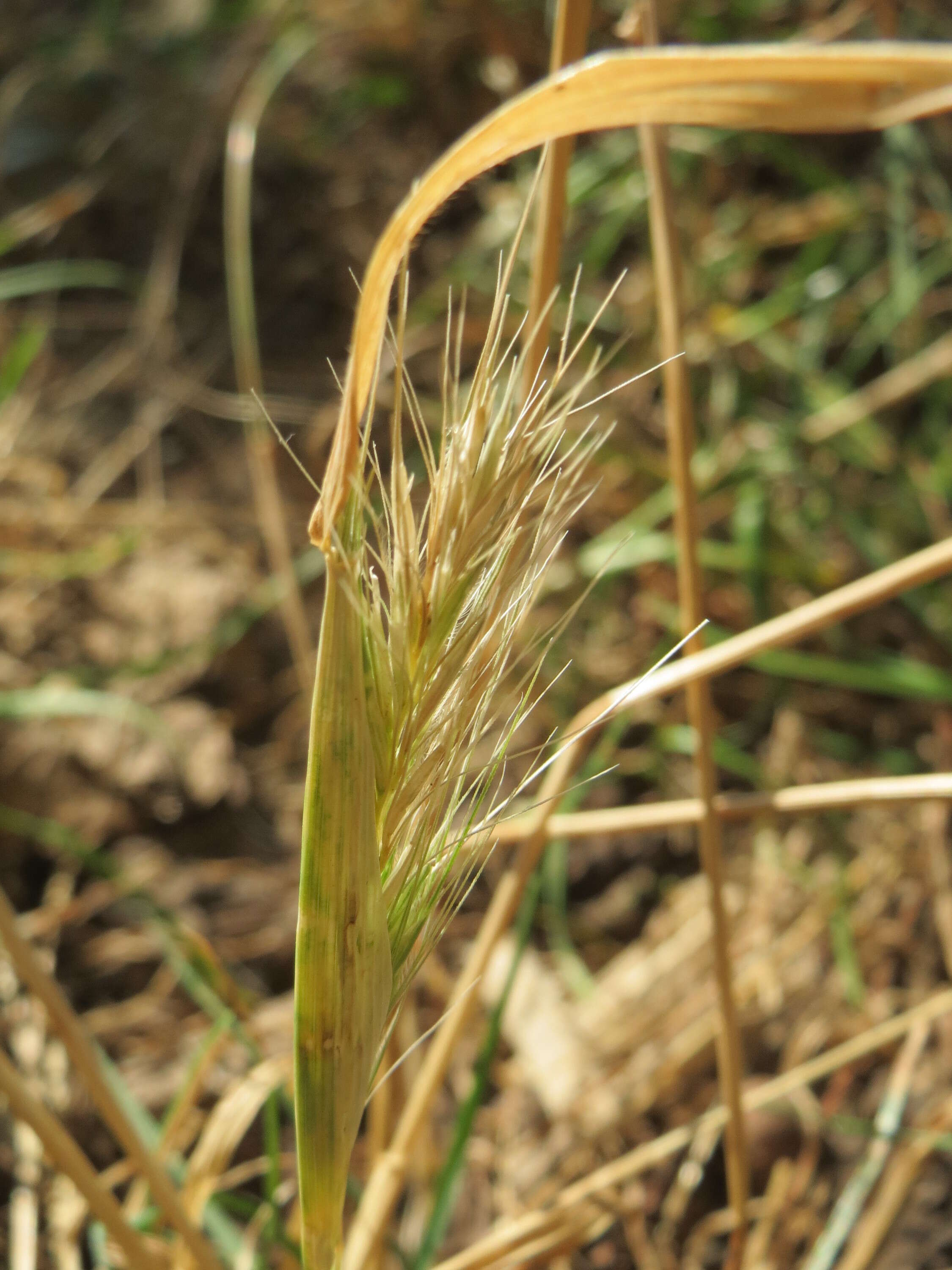 Image of mouse barley