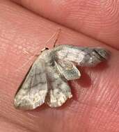 Imagem de Idaea subsericeata Haworth 1809