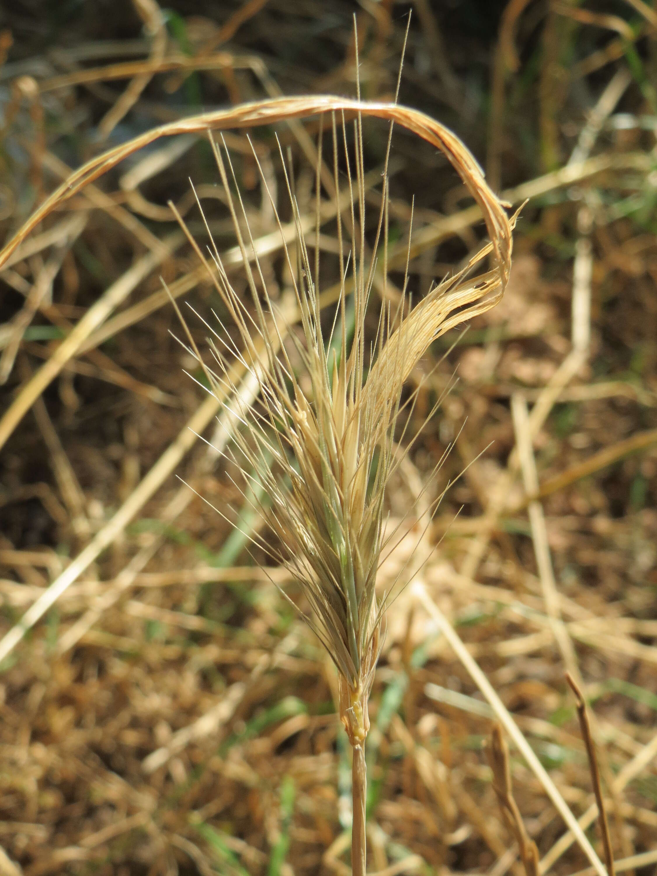 Hordeum murinum L.的圖片