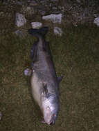 Image of Blue catfish