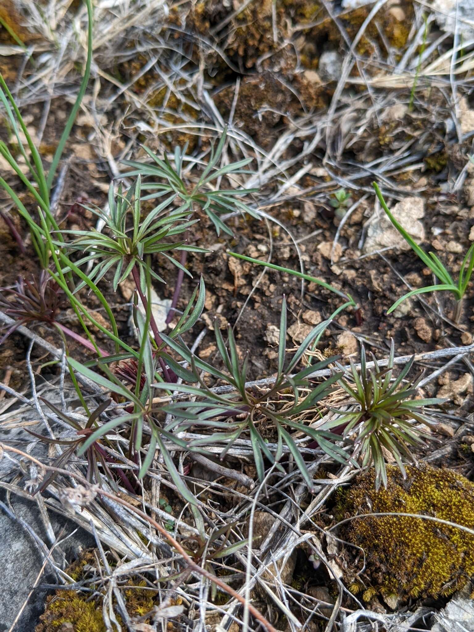 Image of glade larkspur