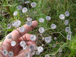 Image of Senecio paniculatus Berg.