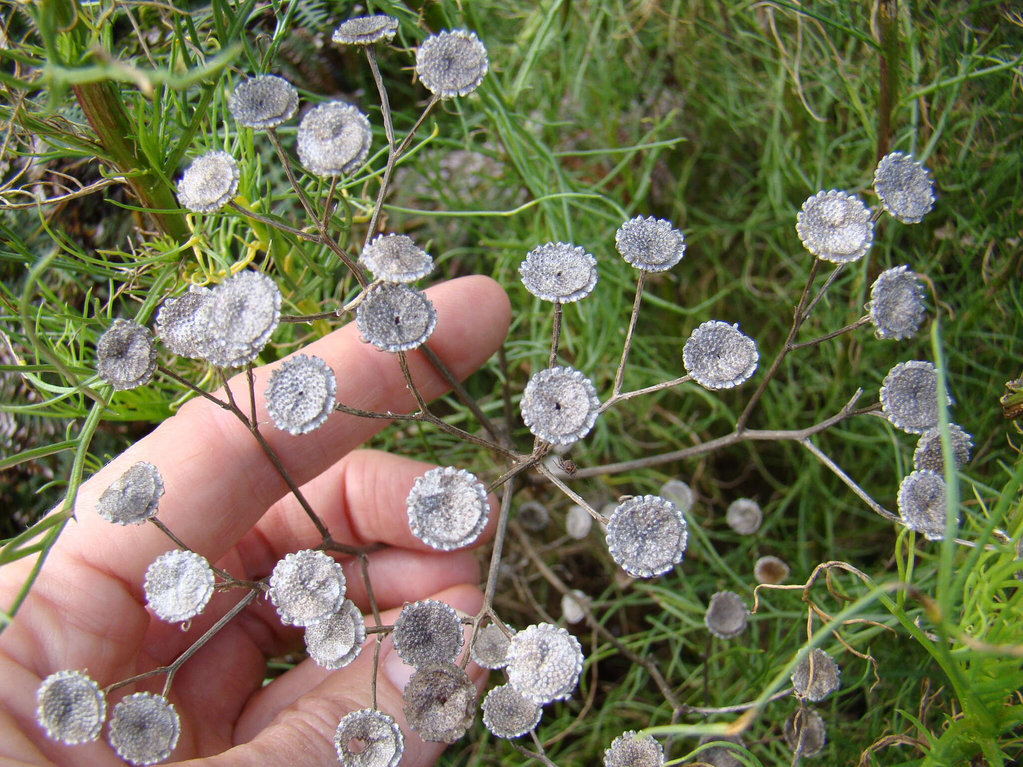 Image of Senecio paniculatus Berg.