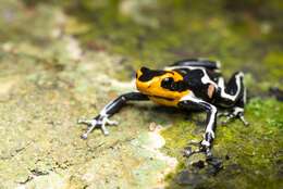 Image of Fantastic Poison Frog