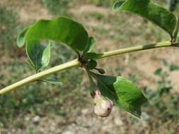 Image of matrimony vine