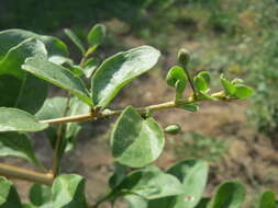 Image of matrimony vine