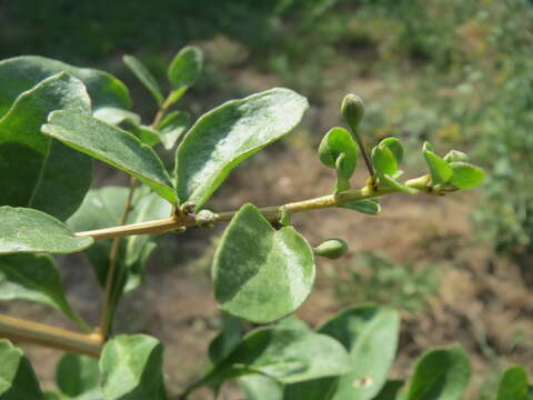 Image of matrimony vine