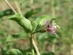 Image of matrimony vine