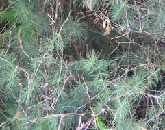 Image of Cluster-leaf asparagus