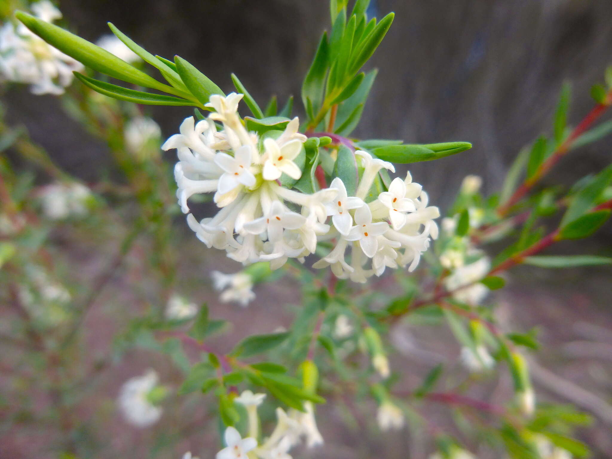 Image of Pimelea stricta Meissn.