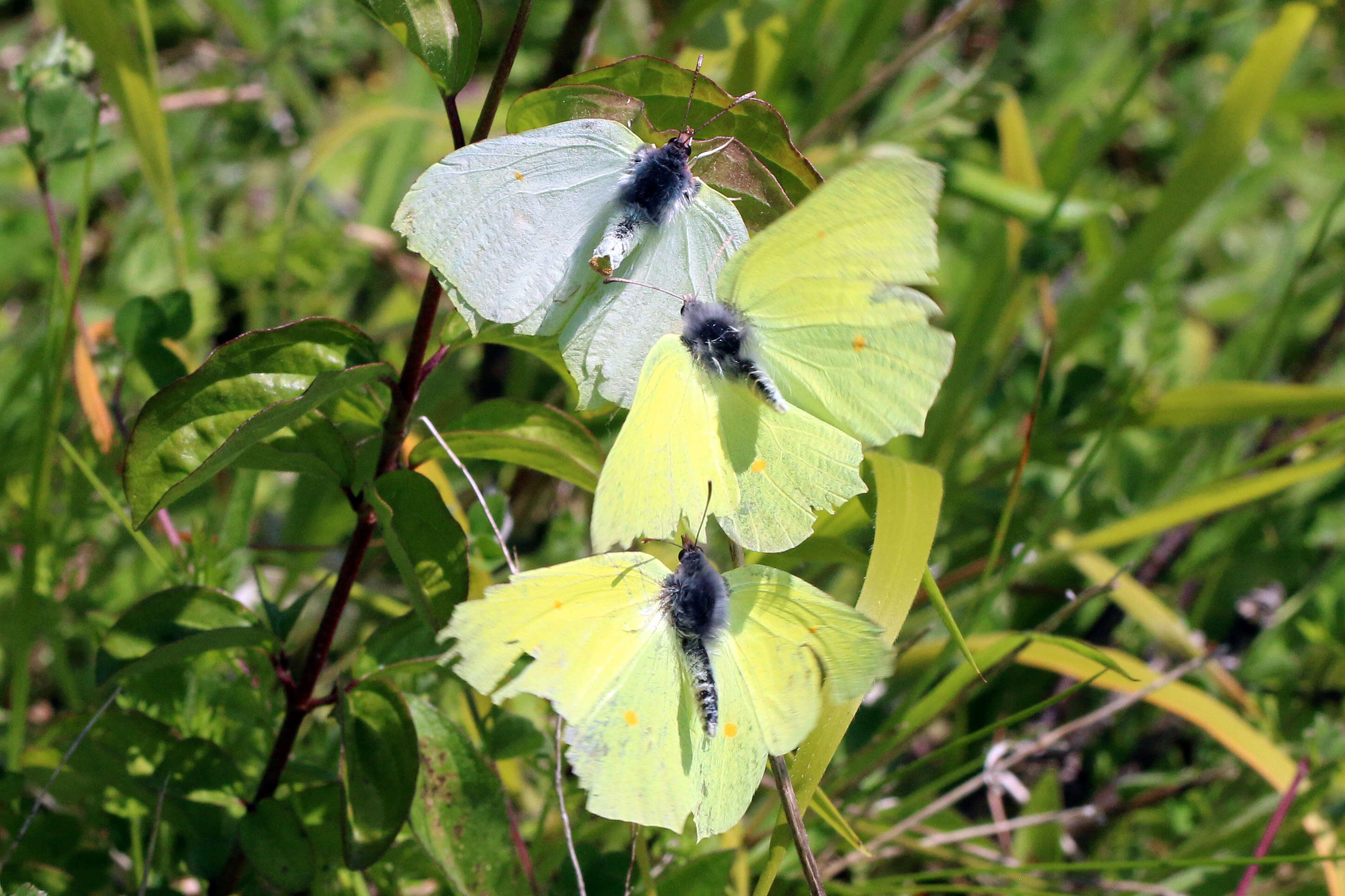 Imagem de Gonepteryx rhamni (Linnaeus 1758)