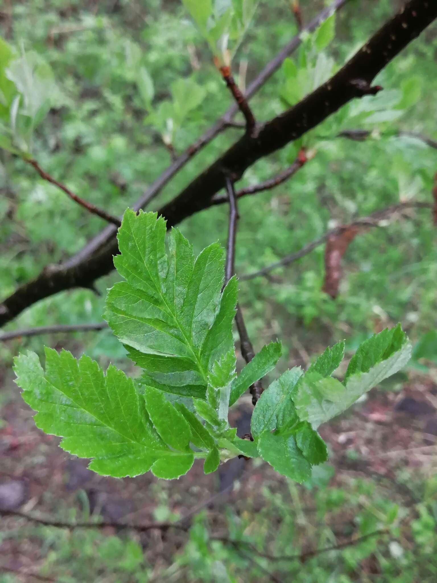 Imagem de Hedlundia hybrida (L.) Sennikov & Kurtto