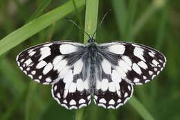 Image of marbled white