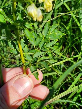 Image of Waxy-Leaf Meadow-Rue