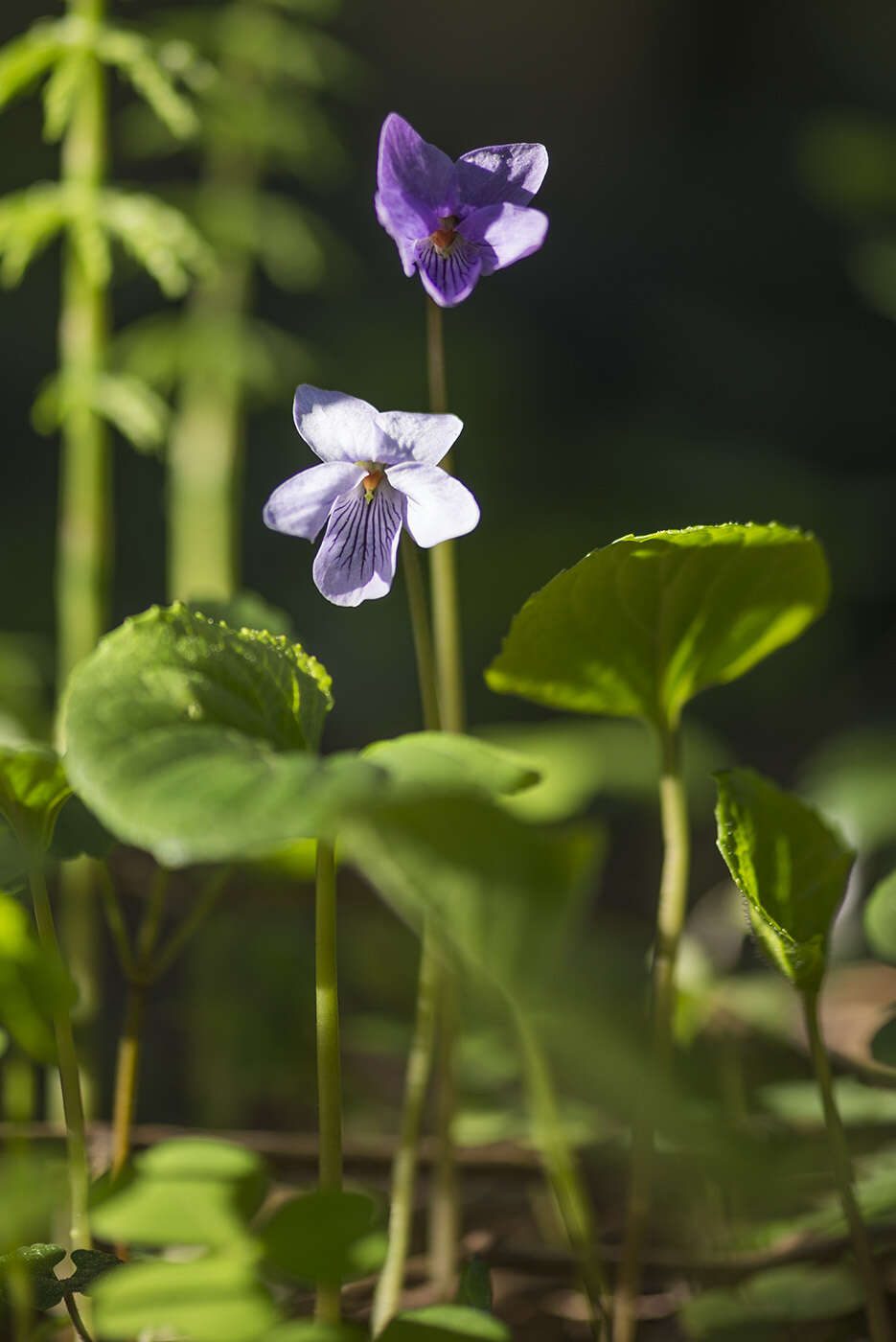 Image of dwarf marsh violet