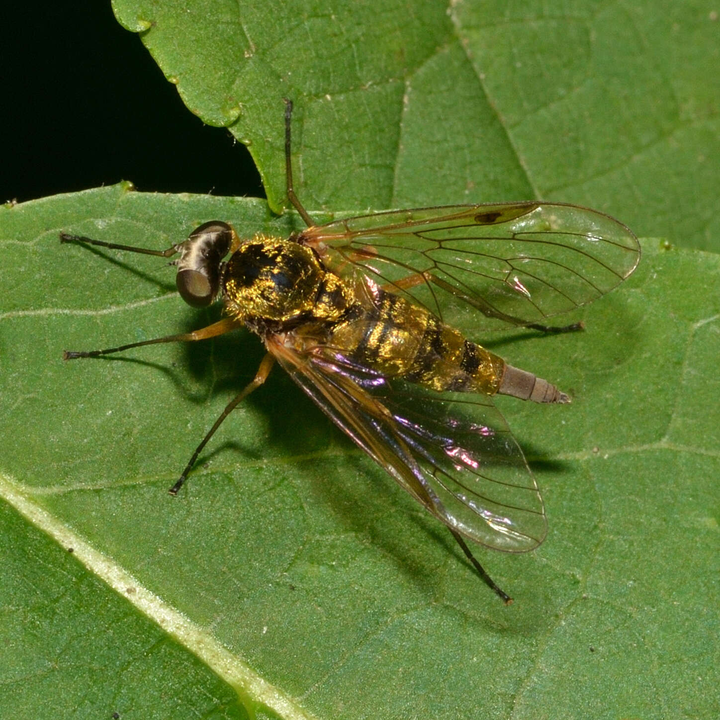 Image of Chrysopilus fasciatus (Say 1823)