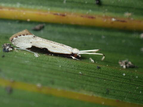 Image of Sagephora phortegella Meyrick 1888