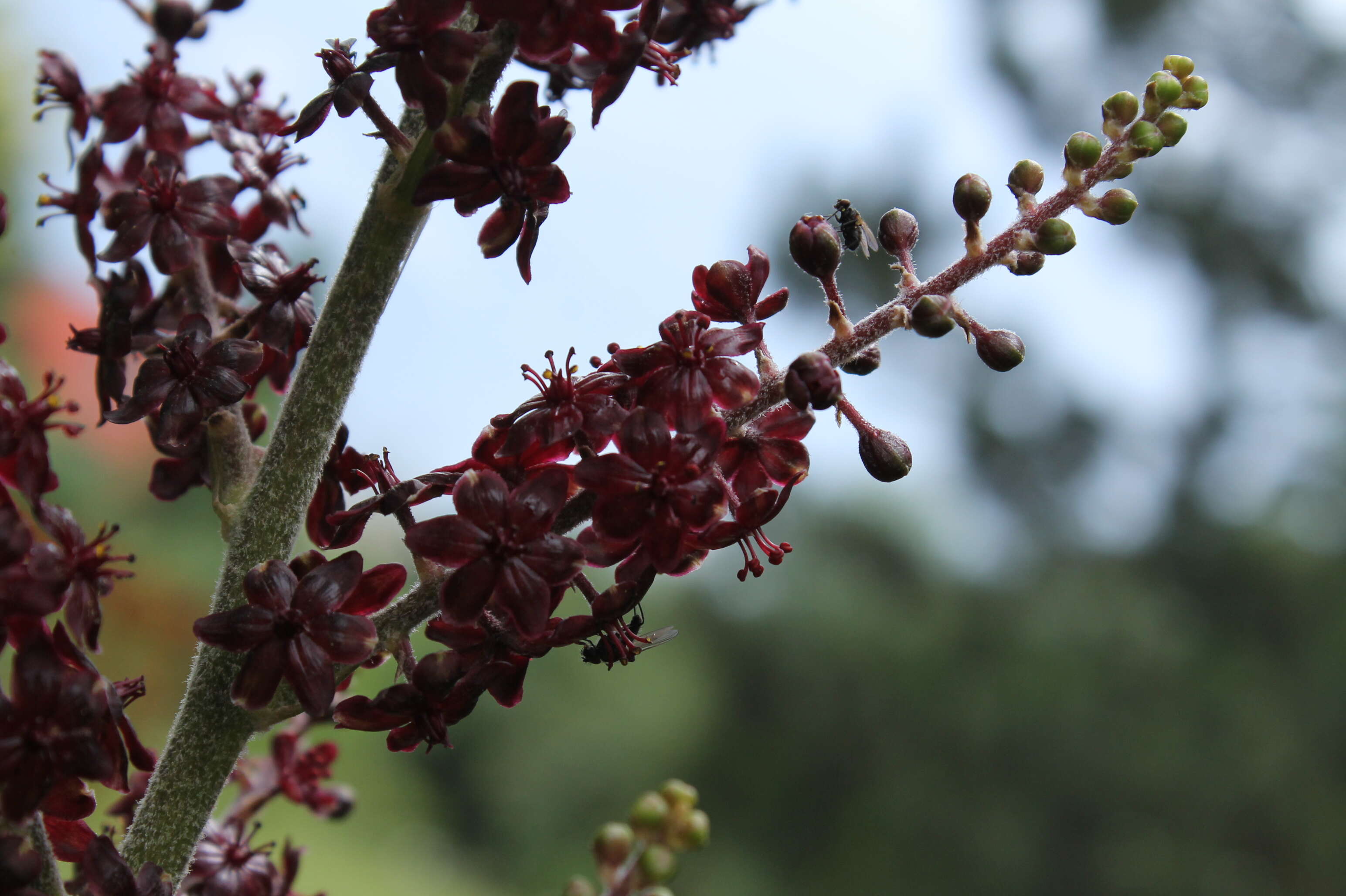 Image of black false hellebore