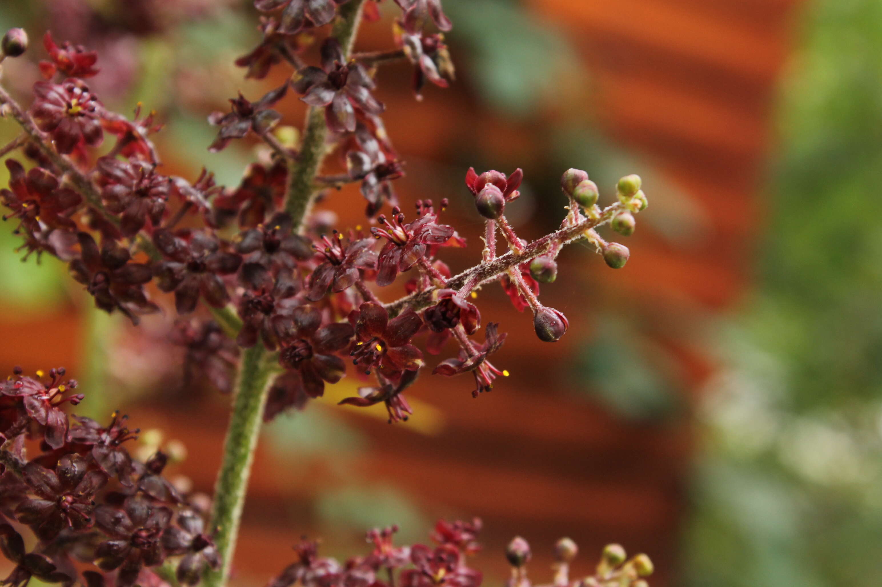 Image of black false hellebore