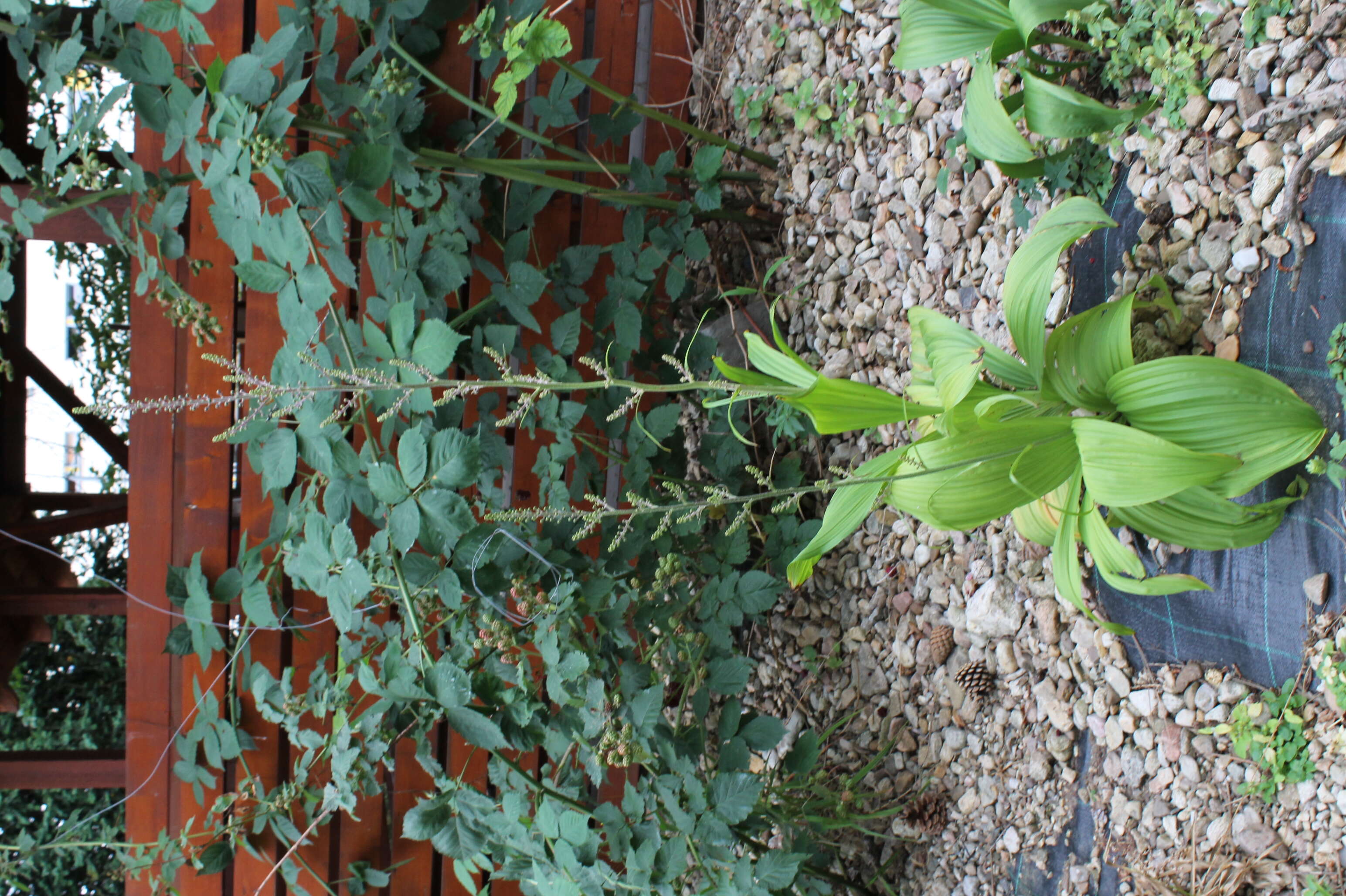 Image of black false hellebore