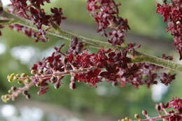 Image of black false hellebore