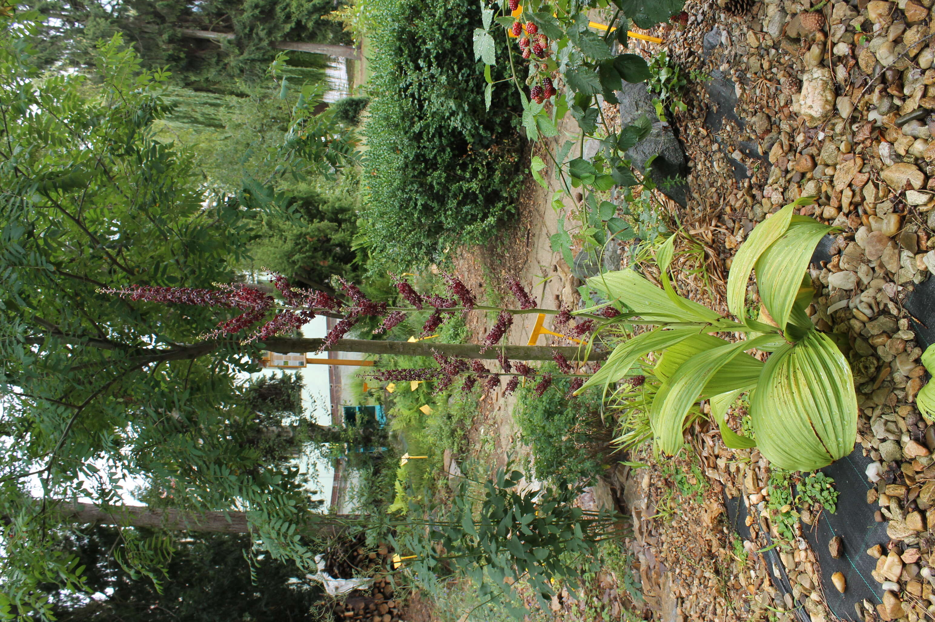 Image of black false hellebore