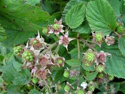 Image of Rubus sciocharis (Sudre) W. C. R. Watson