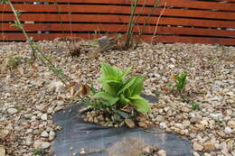 Image of black false hellebore