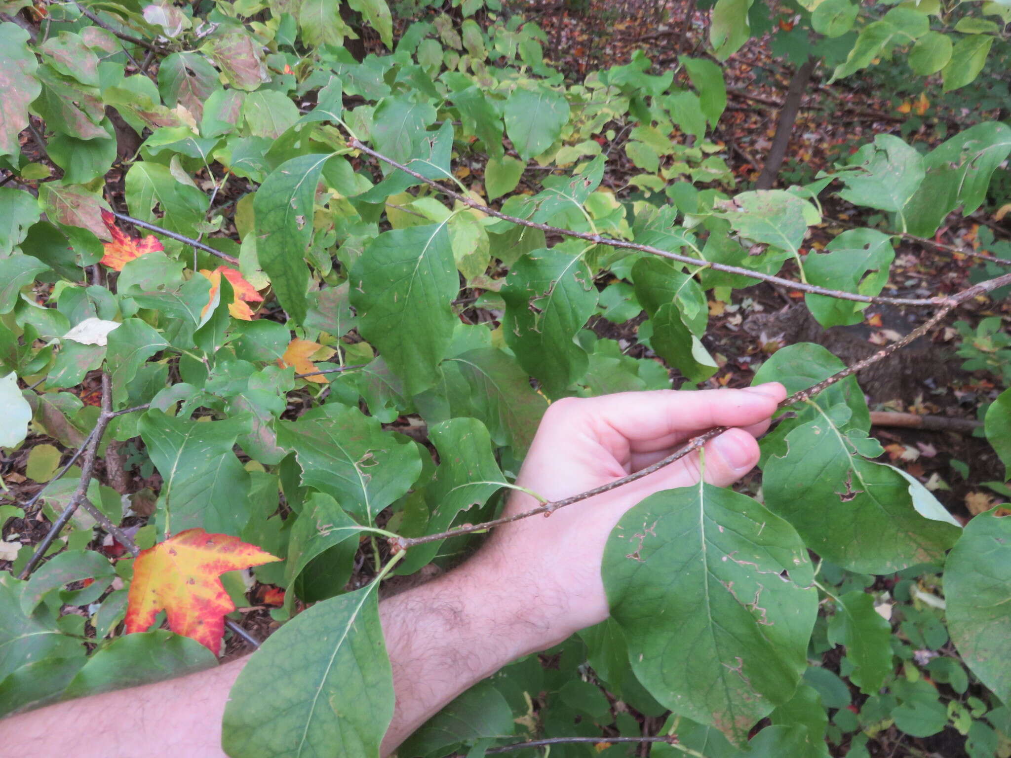 Image of Japanese Tree Lilac