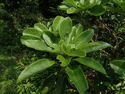 Image de Daphniphyllum calycinum Benth.