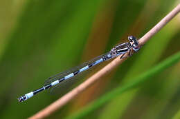 Image of Southern Damselfly